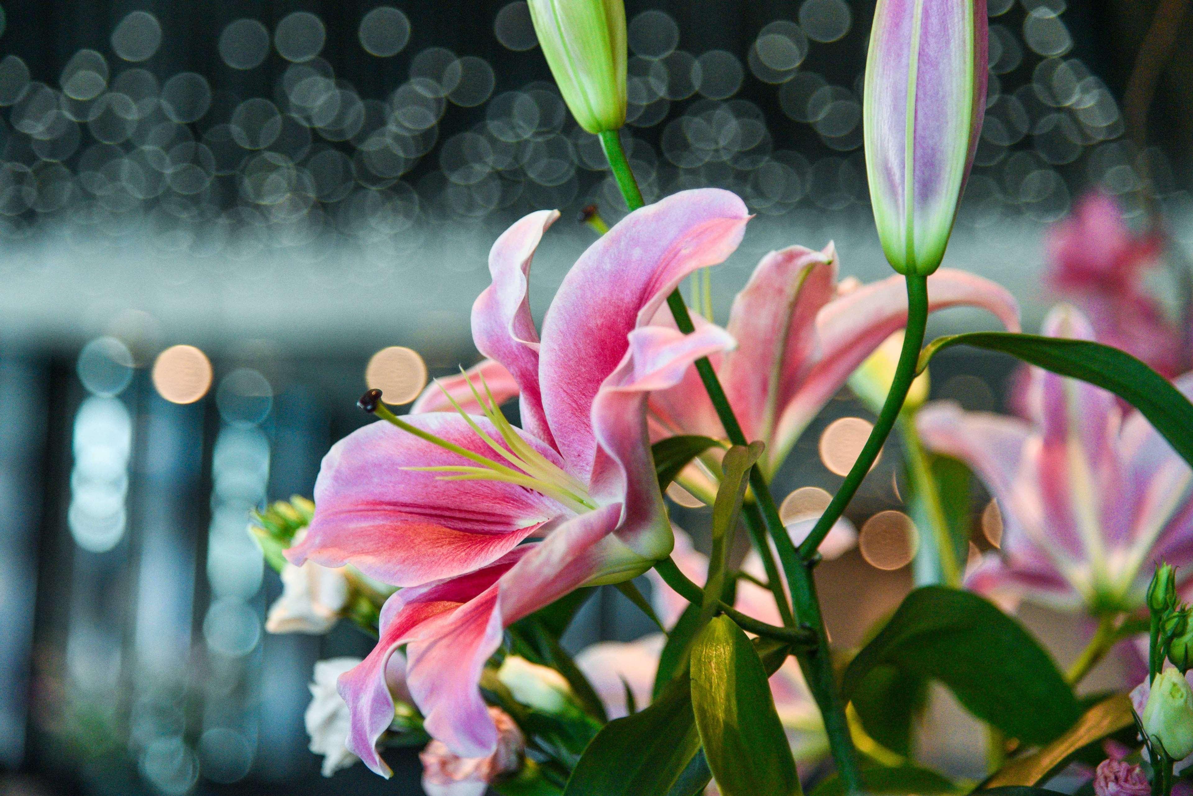 Park Hyatt Doha Hotel Exterior foto Lilium × hybridum